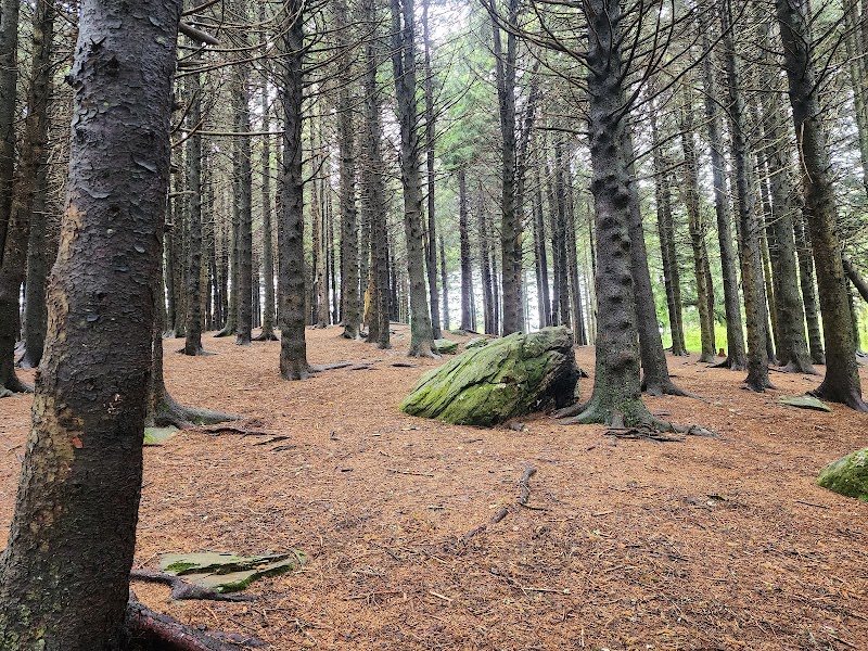 Hiking Sam Knob Summit Trail near Brevard - Black Balsam Knob Road