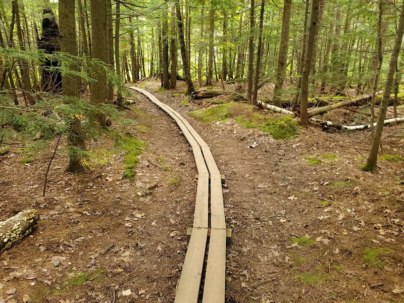 Trail Running on the Big Carp River Trail surrounding landscape