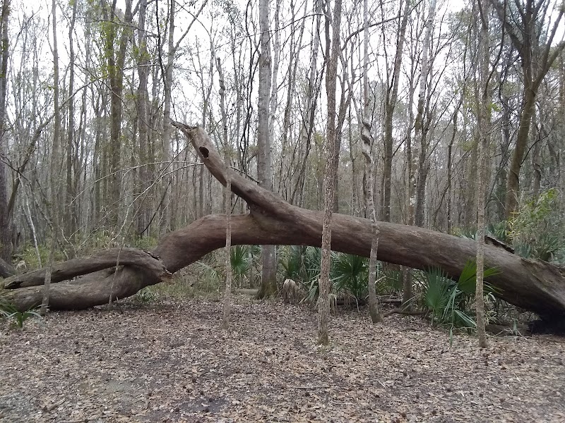 Explore the I'On Swamp Trail surrounding landscape