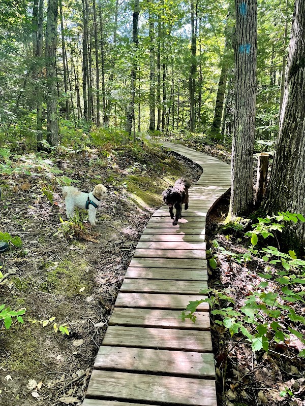 Hiking the Lost Creek Falls Trail: A Local Guide surrounding landscape