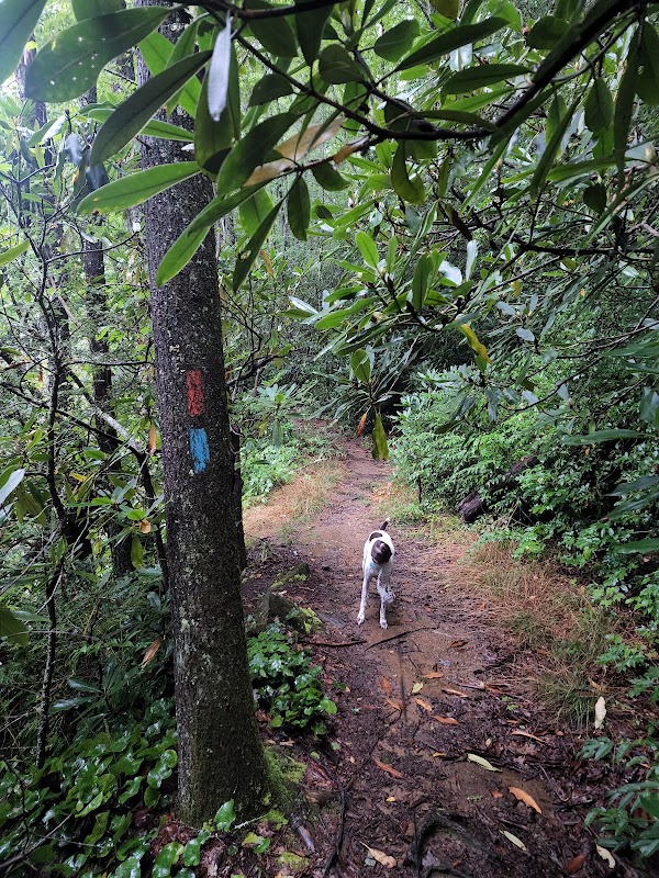 Courthouse Falls near Brevard: A Hidden Gem for Nature Enthusiasts surrounding landscape