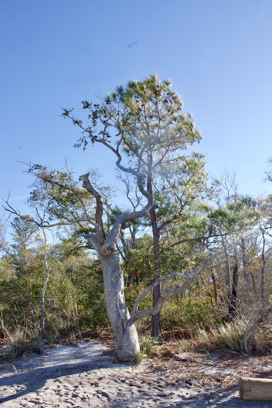 Explore the Sugarloaf Dune Trail in Wilmington, NC surrounding landscape