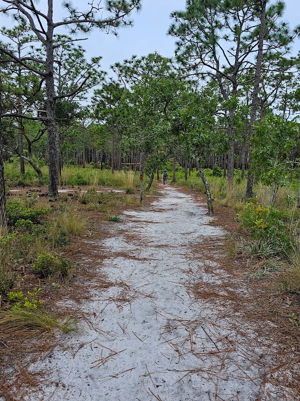Explore the Sugarloaf Dune Trail in Wilmington, NC - Carolina Beach