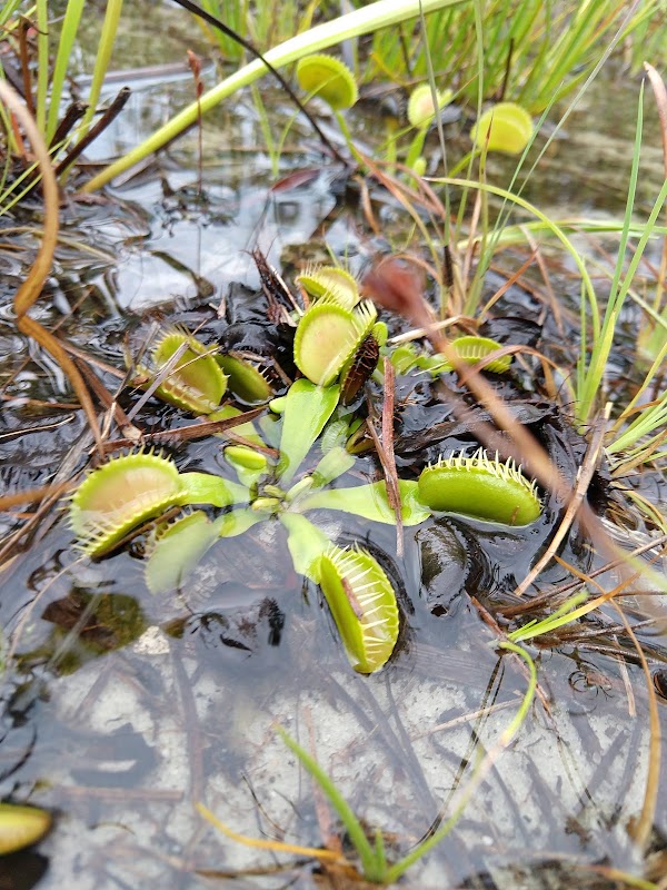 Discover the Unique Charm of Stanley Rehder Carnivorous Plant Garden outdoor detail