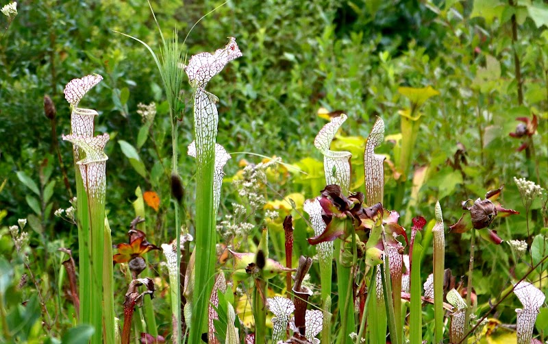 Discover the Unique Charm of Stanley Rehder Carnivorous Plant Garden - 1812-1998 Fordham Rd