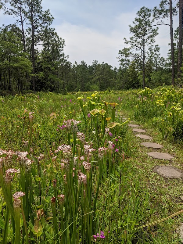 Discover the Unique Charm of Stanley Rehder Carnivorous Plant Garden - 1812-1998 Fordham Rd