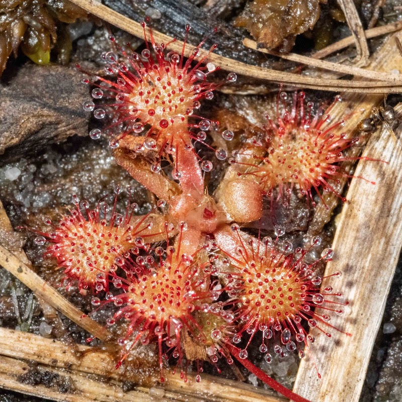 Discover the Unique Charm of Stanley Rehder Carnivorous Plant Garden surrounding landscape
