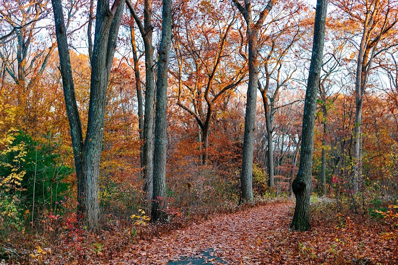 Exploring Trails in Stony Brook Reservation in Boston - Boston