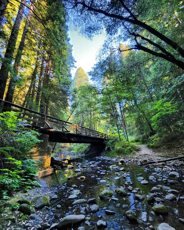 Hiking the Forest of Nisene Marks in Santa Cruz, California outdoor detail