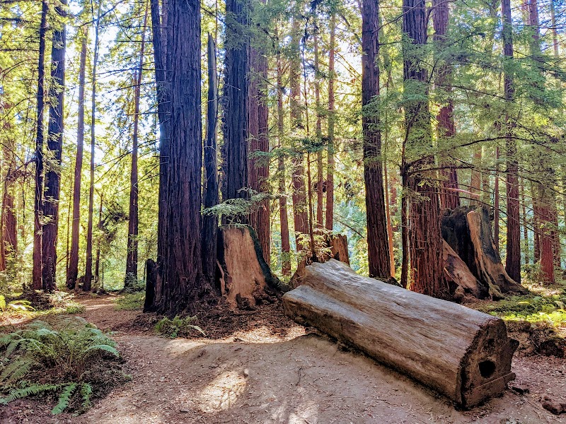 Hiking the Forest of Nisene Marks in Santa Cruz, California surrounding landscape