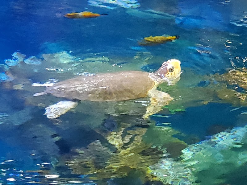 Aquarium Visits at New England Aquarium in Boston - Boston