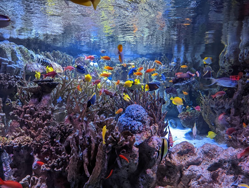 Aquarium Visits at New England Aquarium in Boston - Boston