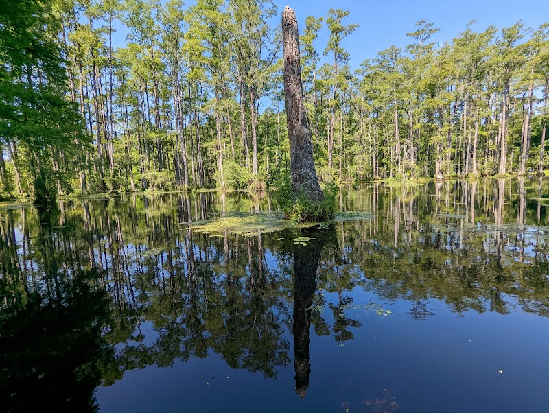 Paddling Through Enchantment: Kayaking the Blackwater Swamps of Cypress Gardens surrounding landscape
