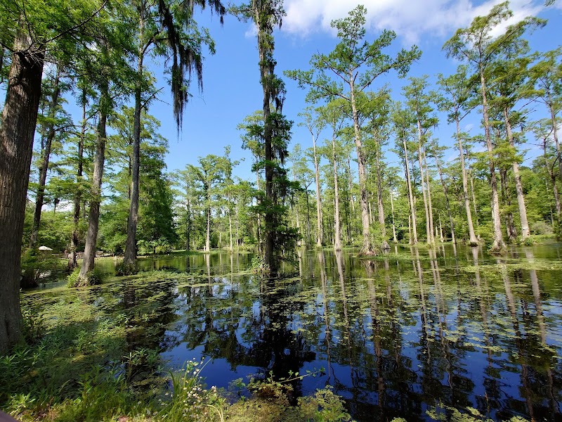 Paddling Through Enchantment: Kayaking the Blackwater Swamps of Cypress Gardens outdoor detail
