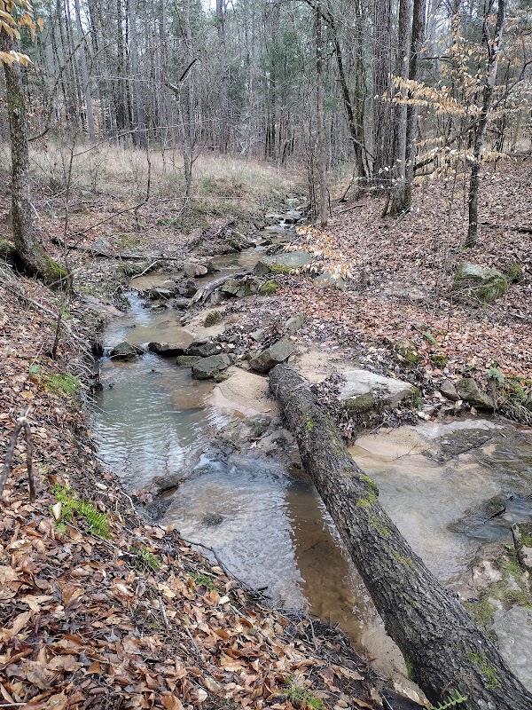 Gravel Bike Riding Adventures in Sumter National Forest - Maggie Valley