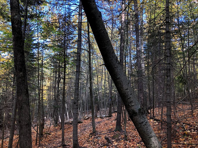 Hiking Baxter Mountain Trail: A Short Climb with Big Rewards outdoor detail