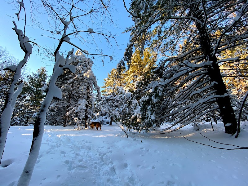 Snowshoeing in Middlesex Fells Reservation - Boston