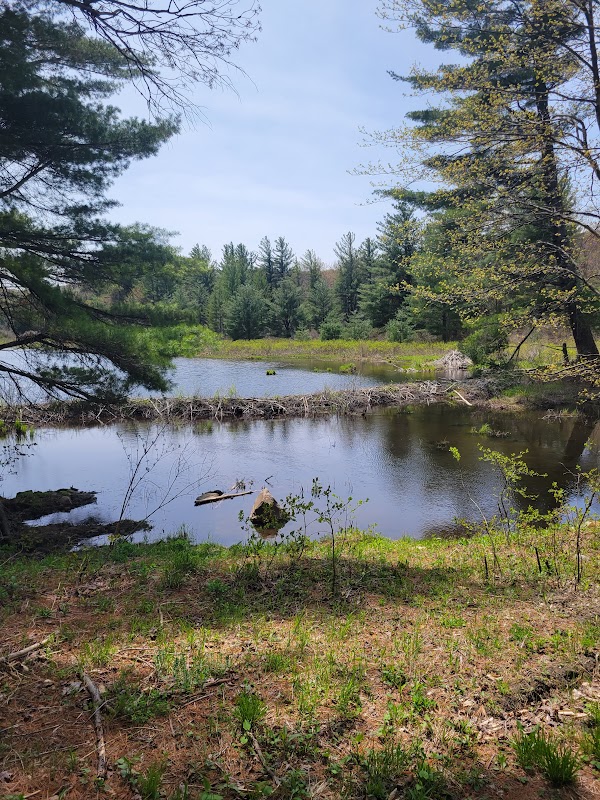 Mountain Biking at Savoy Mountain State Forest Trails in The Berkshires surrounding landscape