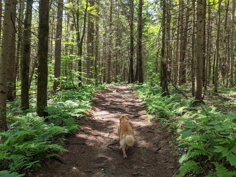 Running the Beartown State Forest Trails in The Berkshires - Mount Wilcox Road