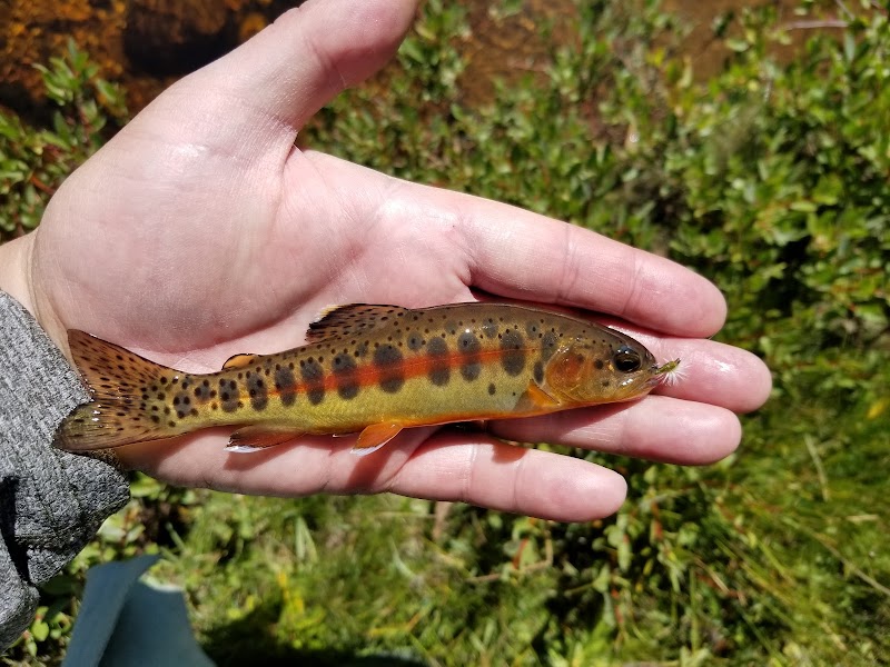 Golden Trout Wilderness - Golden Trout Wilderness