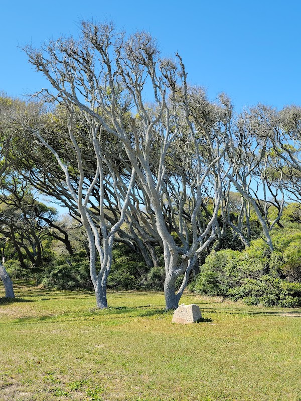 Explore the Basin Trail at Fort Fisher, Wilmington, NC - Wilmington