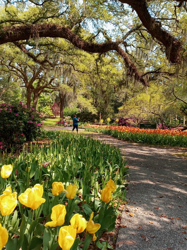 Airlie Gardens: A Wilmington Wonderland - Wilmington