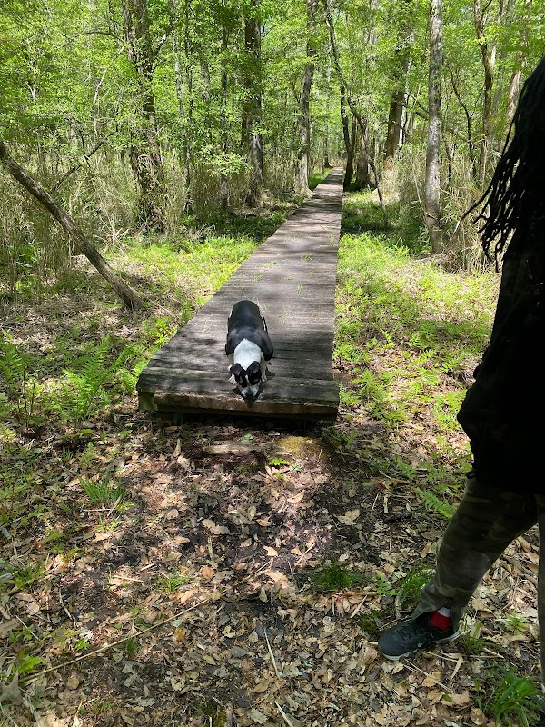 Discover the Neusiok Trail: A Hiking Adventure Awaits in North Carolina - Wilmington