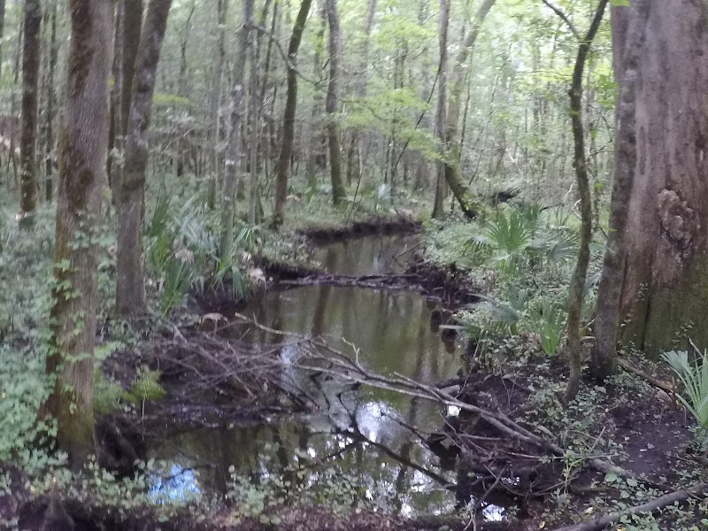 Discover the Neusiok Trail: A Hiking Adventure Awaits in North Carolina - Wilmington