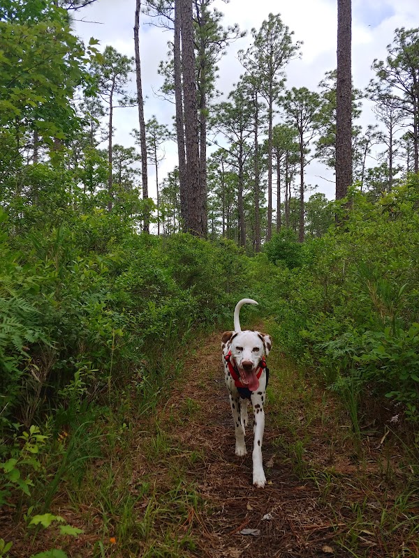 Discover the Neusiok Trail: A Hiking Adventure Awaits in North Carolina - Wilmington