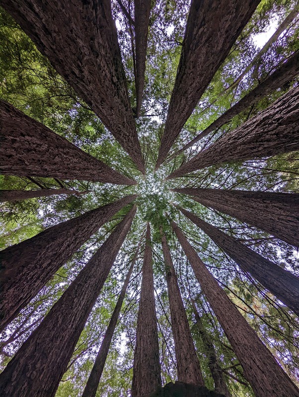 Hiking the Pogonip Creek Trail in Santa Cruz outdoor detail