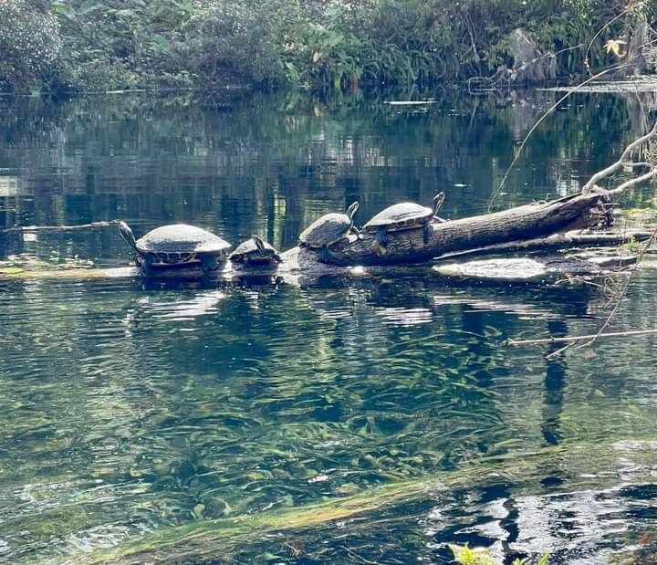 Silver Springs - Silver Springs