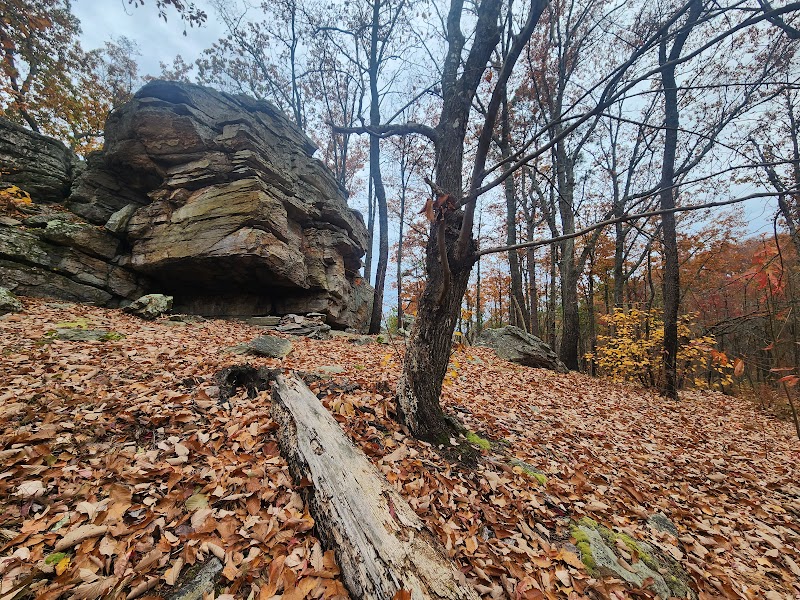 Talladega National Forest outdoor detail
