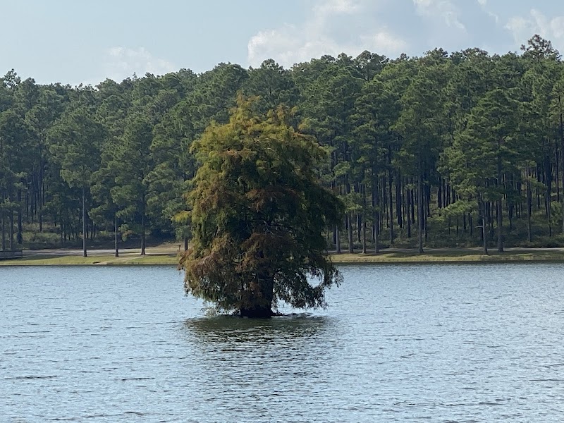 Conecuh National Forest - Conecuh National Forest