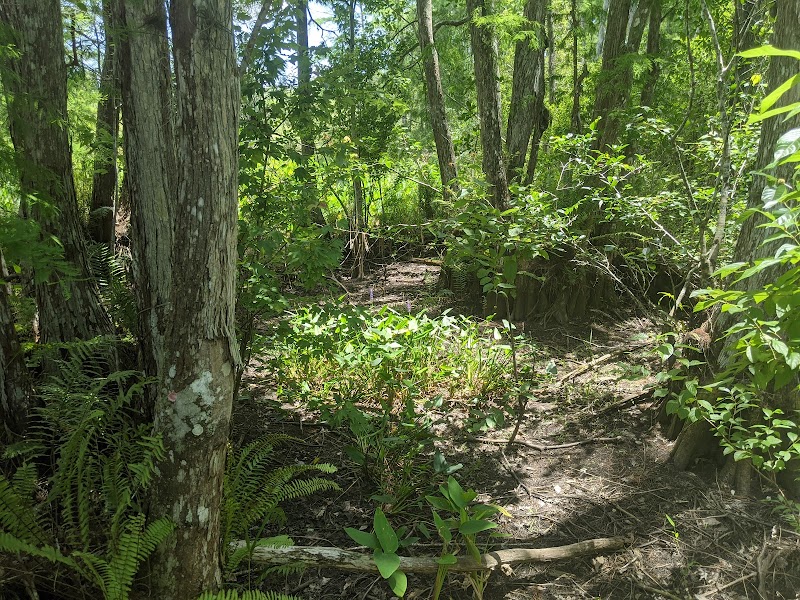 Audubon Corkscrew Swamp Sanctuary surrounding landscape