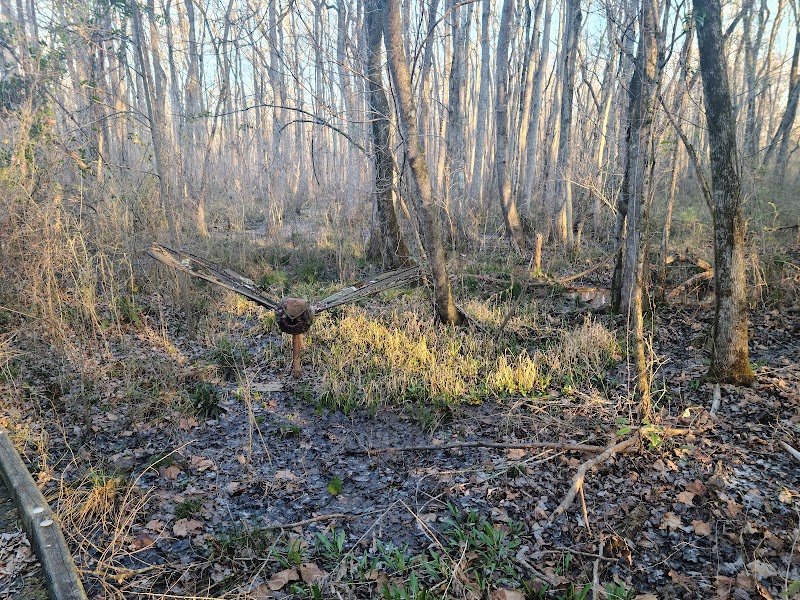 Ebenezer Swamp Ecological Preserve - Ebenezer Swamp Ecological Preserve