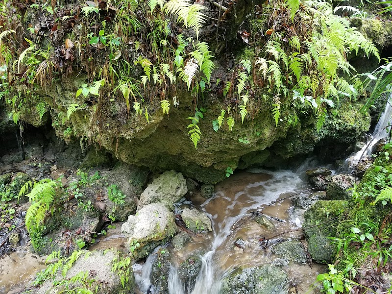 Devil's Millhopper Geological State Park adventures
