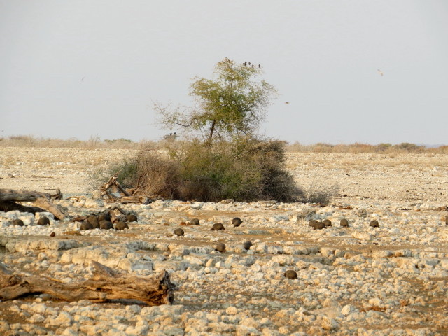 Kalahari Desert - Kalahari Desert