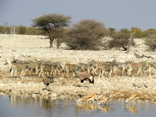 Kalahari Desert - Kalahari Desert