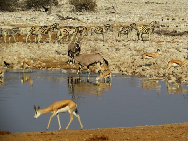 Kalahari Desert - Kalahari Desert