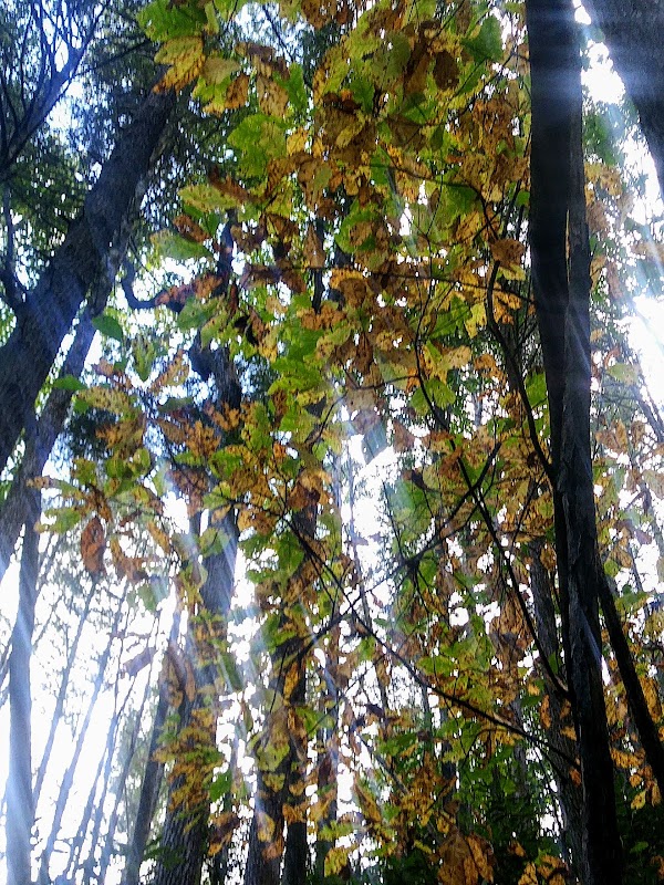 Big Frog Wilderness - Big Frog Wilderness
