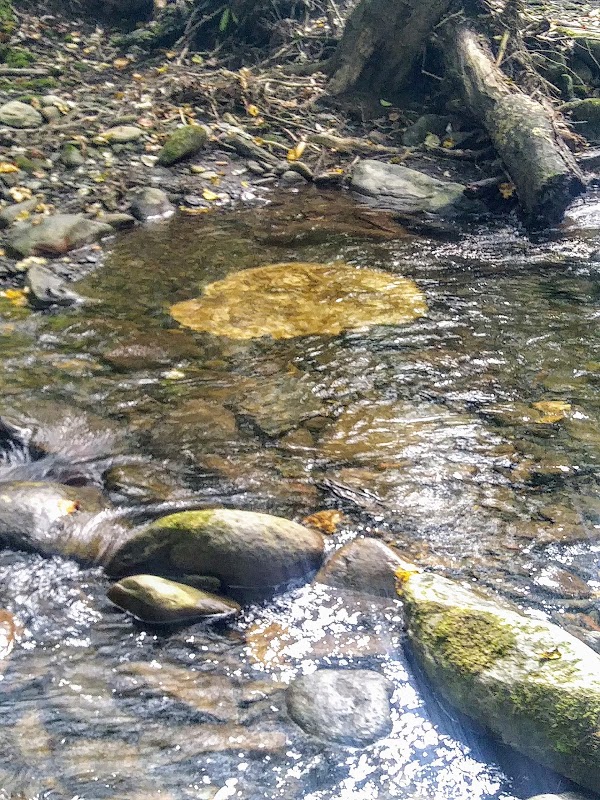 Big Frog Wilderness - Big Frog Wilderness