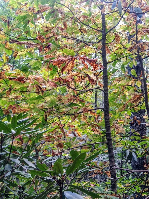 Big Frog Wilderness surrounding landscape
