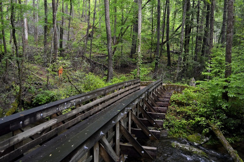 Joyce Kilmer Memorial Forest - Joyce Kilmer Memorial Forest, Cheoah Ranger District, Nantahala National Forest