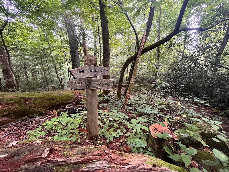 Joyce Kilmer Memorial Forest - Joyce Kilmer Memorial Forest, Cheoah Ranger District, Nantahala National Forest