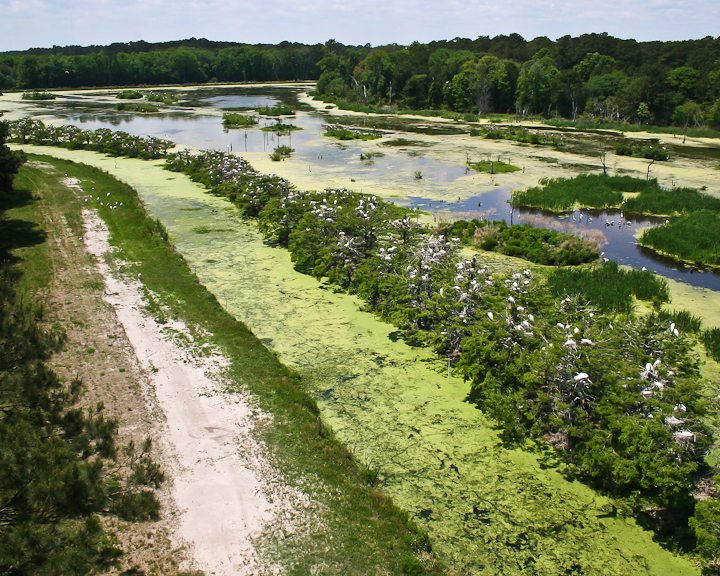 Harris Neck National Wildlife Refuge - Harris Neck National Wildlife Refuge