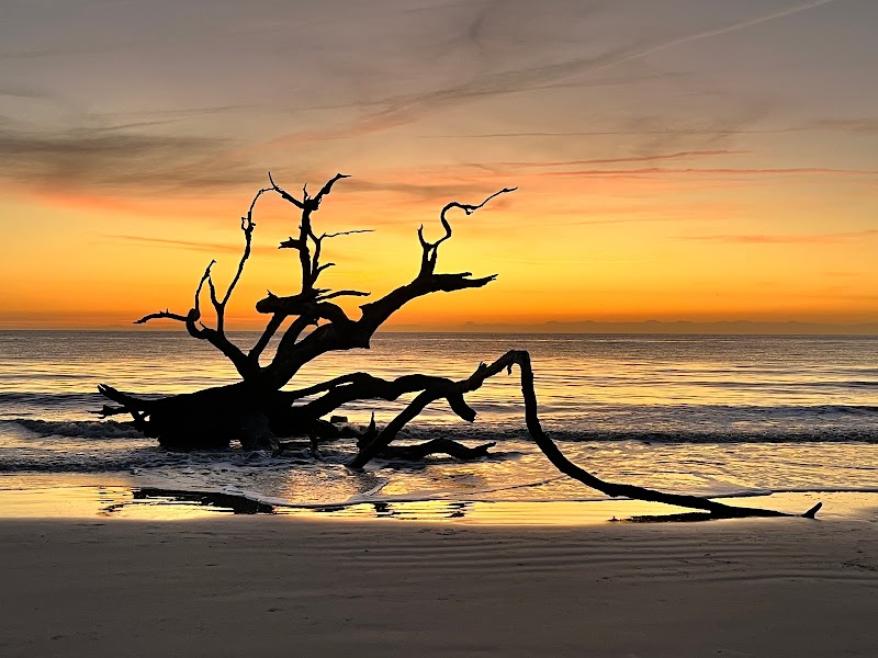 Driftwood Beach: A Natural Masterpiece surrounding landscape