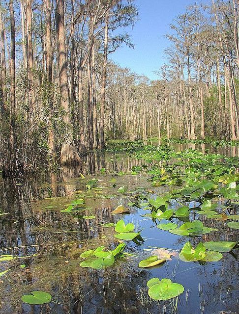 Okefenokee Swamp Park outdoor detail