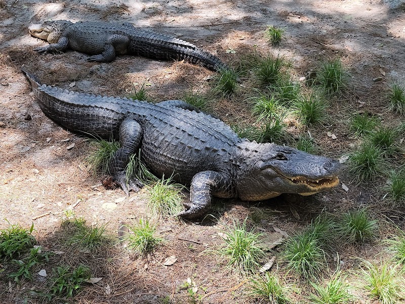 Okefenokee Swamp Park surrounding landscape
