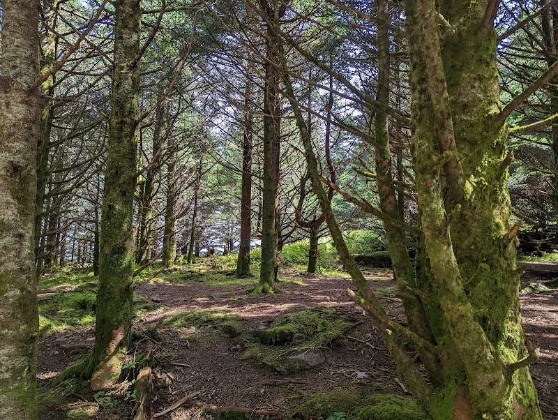 Mount Mitchell State Park outdoor detail