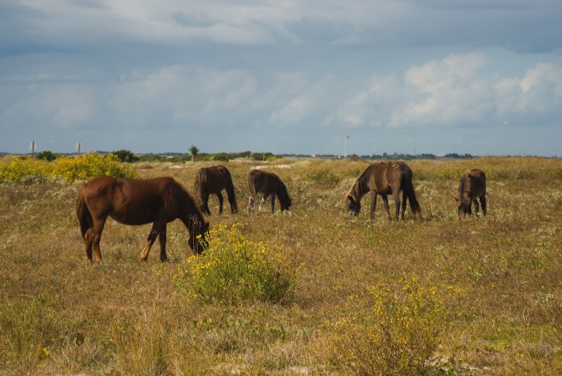 Shackleford Banks outdoor detail